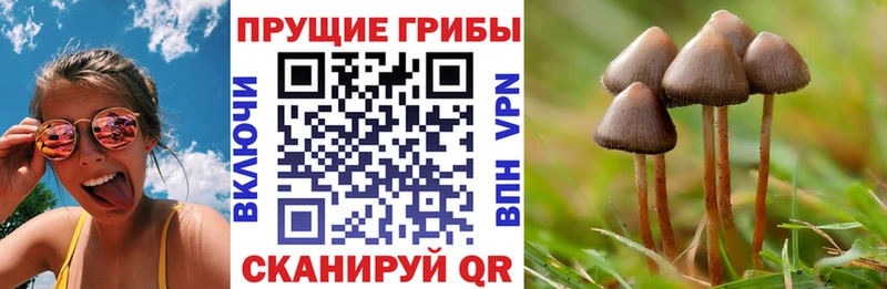 площадка Telegram  купить  сайты  Куровское  Галлюциногенные грибы мицелий 